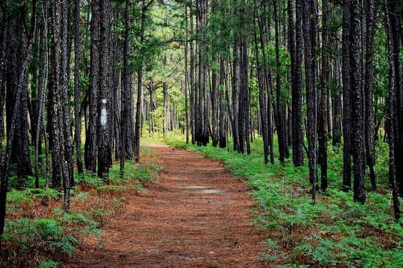 The Palmetto Trail travels through gorgeous green forests.