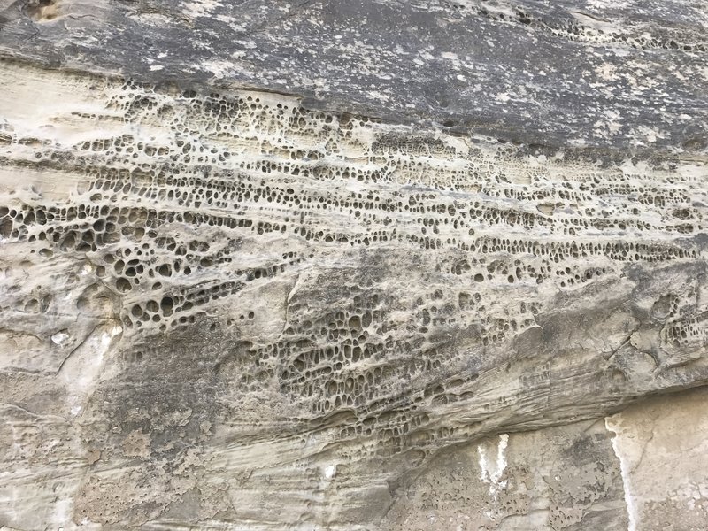 Numerous geological phenomena are located along the Wiregrass Trail. Science rules!