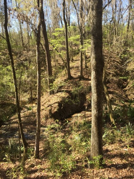 Camp Branch Conservation Area hosts a pleasant section of the Florida Trail along the river.