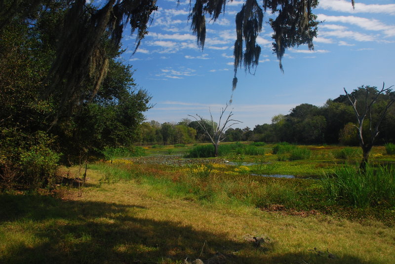 Old Horseshoe Lake in Brazos Bend State Park occasionally houses herons.