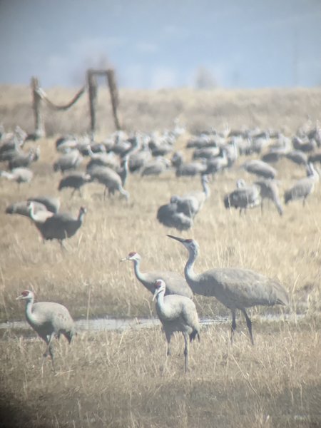 Who needs a DSLR when you've got an iPhone and a telescope. The cranes concur.