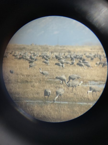 Greater sandhill cranes "loaf" around mid-day in the beginning of March.