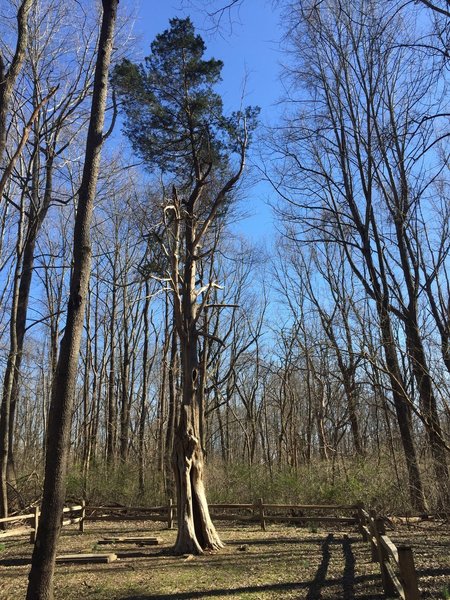 Trail 7 takes you past an old cemetery.