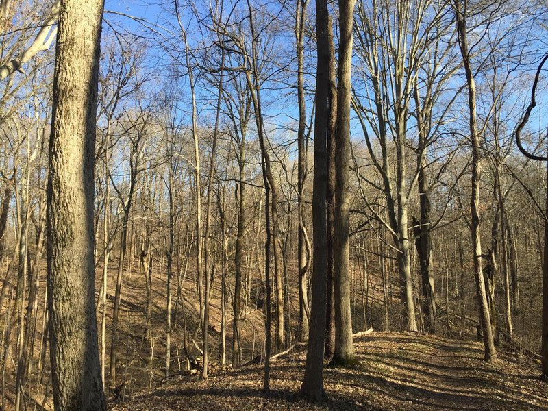 Trail 1 follows undulating terrain through a leafy hardwood forest.