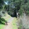 The Bear Meadow Trail descends into the woods as it departs from the Picchetti Ranch Pond.