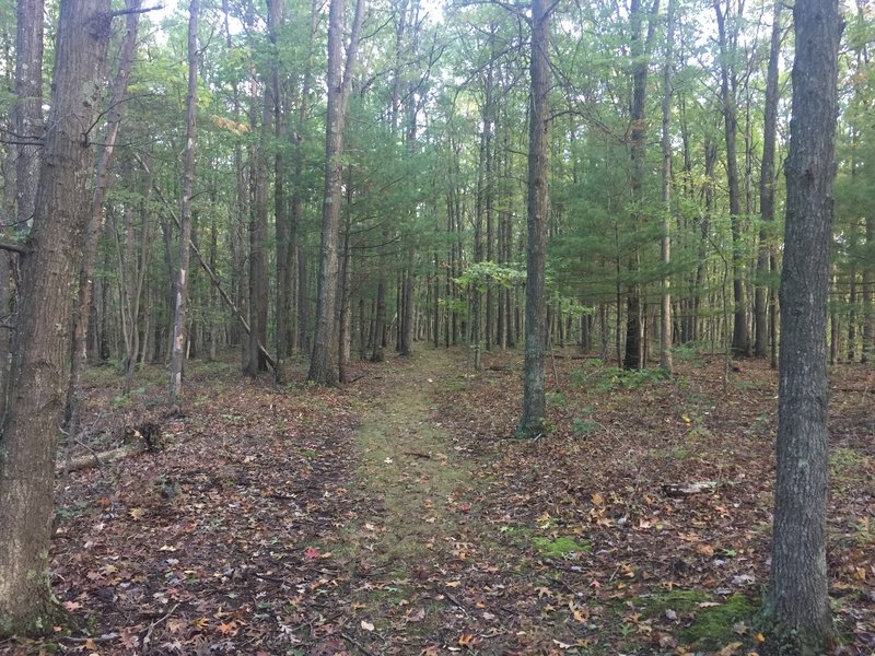 The MST traverses beautiful woodlands in quiet solitude.