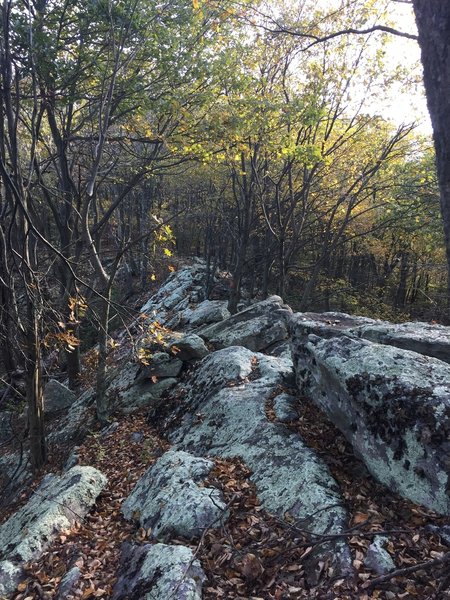 The MST gets quite rocky on top of the ridge.