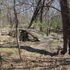 Forked Tail Creek Trail has numerous bridges over the creek.