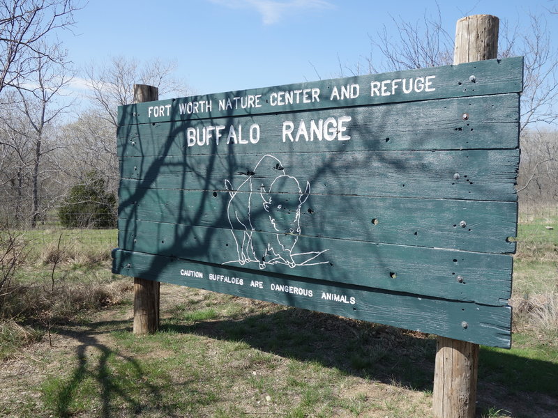 Check out the Buffalo Viewing Area along Wild Plum South!