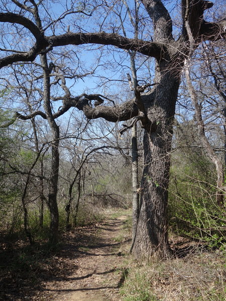 The Wild Plum Trail starts off by quickly thrusting you out of the parking area and into the forest.