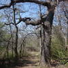 The Wild Plum Trail starts off by quickly thrusting you out of the parking area and into the forest.