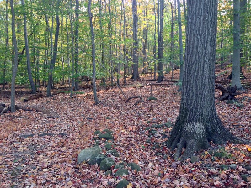 A charming forest view off the Lenape Trail in the South Mountain Reservation.