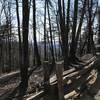 The reward for making it up the switchbacks is that the view from the summit starts to peek through the trees.