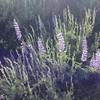 Wildflowers are abundant along the Pioneer Cabin Trail.