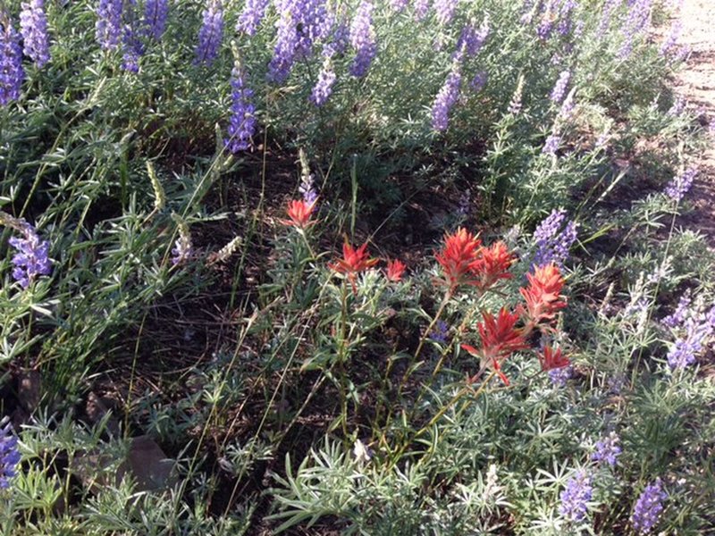 Lupine and indian paintbrush pepper the meadows along the Pioneer Cabin Trail.
