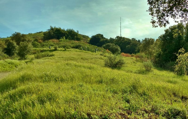 Climbing to Coyote Peak on its namesake trail, enjoy lush green grasses and pleasant views.