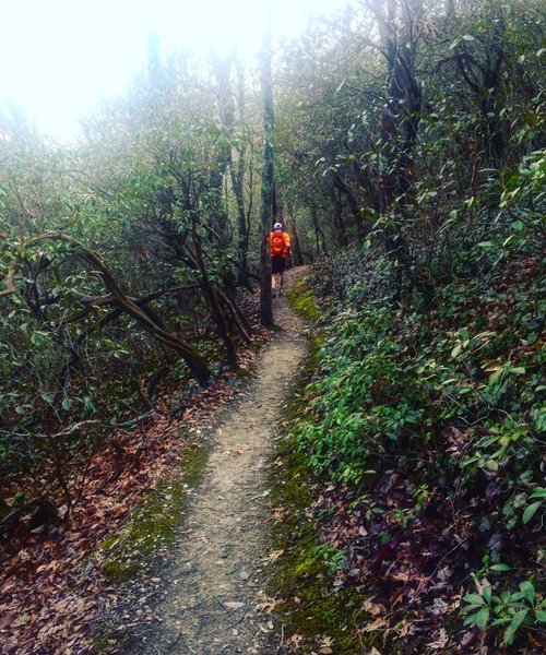 Much of the singletrack travels through mountain laurel tunnels.