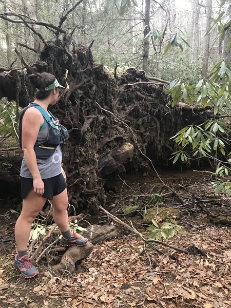 The Bad Fork Trail travels on a beautiful forested tread alongside Bad Fork Creek. Be sure to check out this fallen tree while on trail!