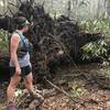 The Bad Fork Trail travels on a beautiful forested tread alongside Bad Fork Creek. Be sure to check out this fallen tree while on trail!