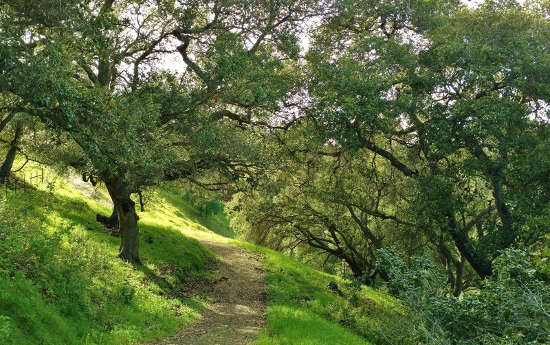 A shaded stretch of the Ridge Trail heads toward the central picnic area.