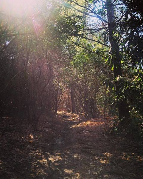 A rhododendron tunnel enshrouds the John Rock Trail.