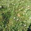 Wildflowers abound on the Pioneer Cabin Trail.