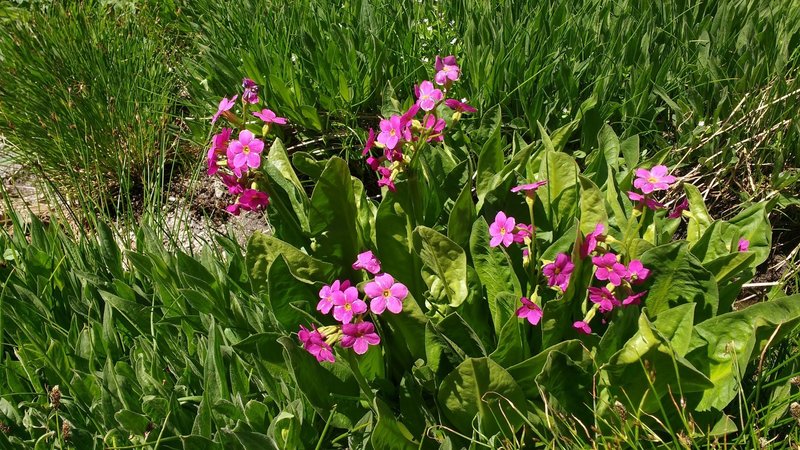 Parry's Primrose (probably) grows near the top of Lone Peak.