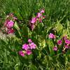 Parry's Primrose (probably) grows near the top of Lone Peak.