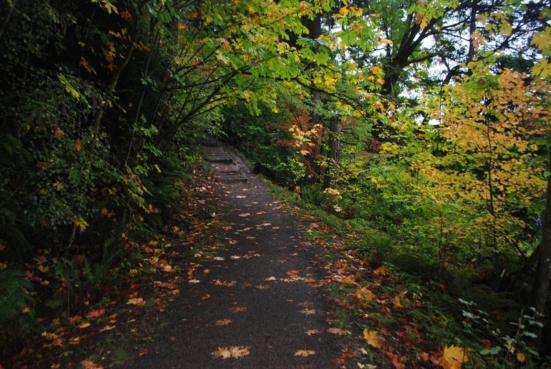 The Lake Fenwick Park Trail is primarily a wide, level trail, however past this stairway it becomes narrow as it heads through the woods. Beware of using this trail in rainy weather, as it gets quite muddy.