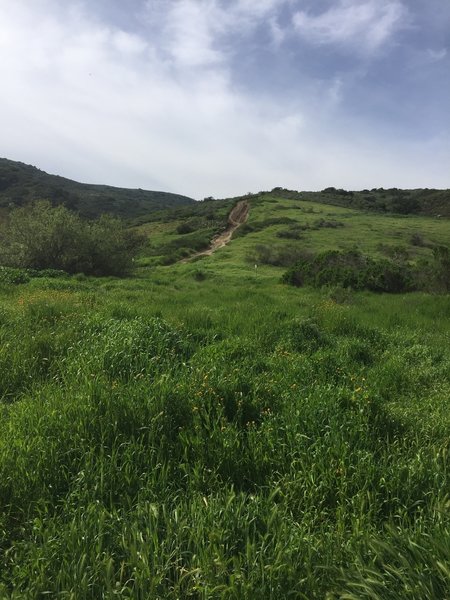 Rare green hills flourish after winter rains along the Mathis Canyon Trail.