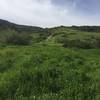 Rare green hills flourish after winter rains along the Mathis Canyon Trail.