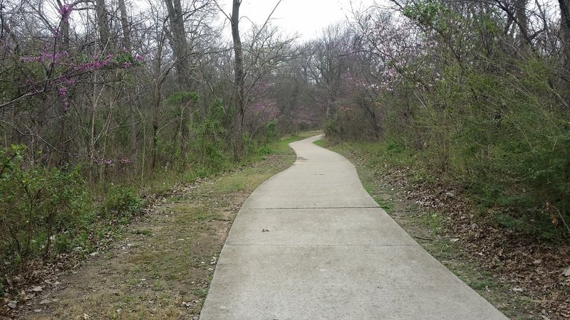 The Trail at the Woods is littered with dogwood blooms.