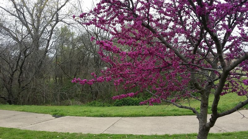 Lovely redbuds provide great seasonal color to the greenbelt.