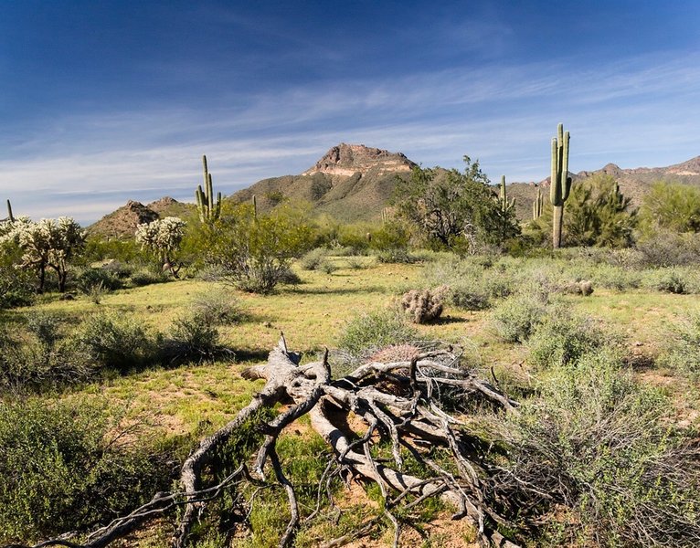 Enjoy phenomenal desert views from the Ruidoso Trail.