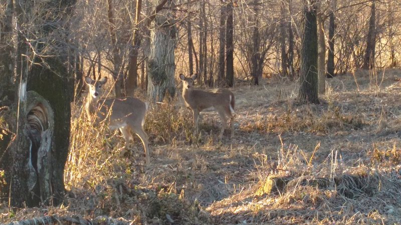 Keep your eyes peeled for grazing deer at Chalco Hills Recreation Area.