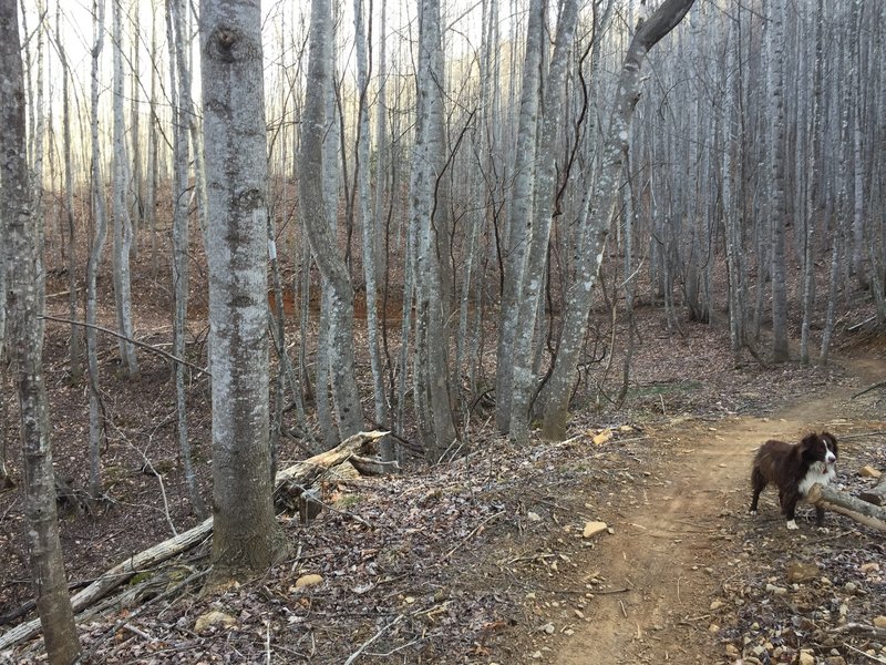 The climb up Spencer Branch takes you through a thriving hardwood forest.