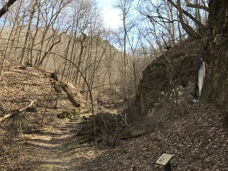 The ravine near the beginning of Brady's Bluff Trail still holds ice from a small seep during the spring. The bluff can be seen in the background.