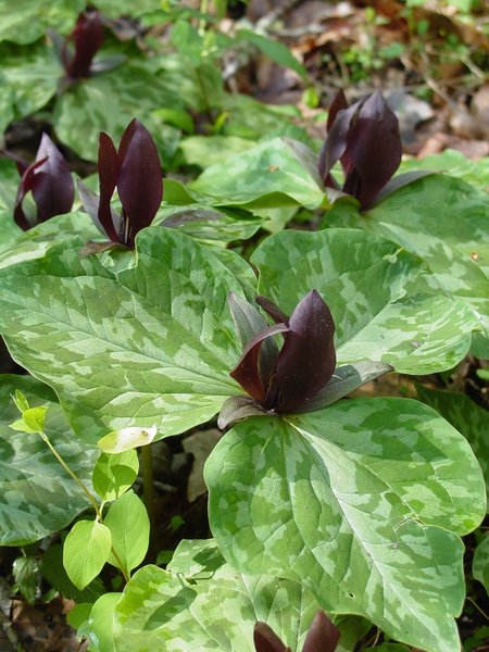 Toadshade Trillium Wildflowers are abundant along the race route.