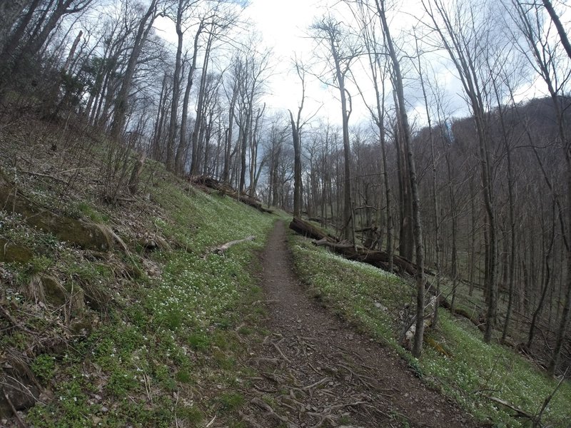 The Low Gap Trail is smooth, yet steep through this section.