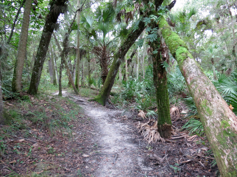 Enjoy pleasant sections of smooth singletrack along the Kolokee Loop Trail.