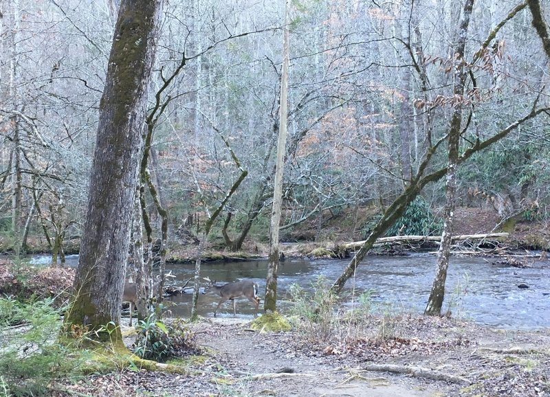 Deer quench their thirst in a tributary of Mill Creek.