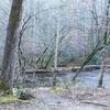 Deer quench their thirst in a tributary of Mill Creek.