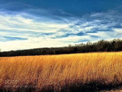 Summer grasses surround the Sanders Mound Trail.