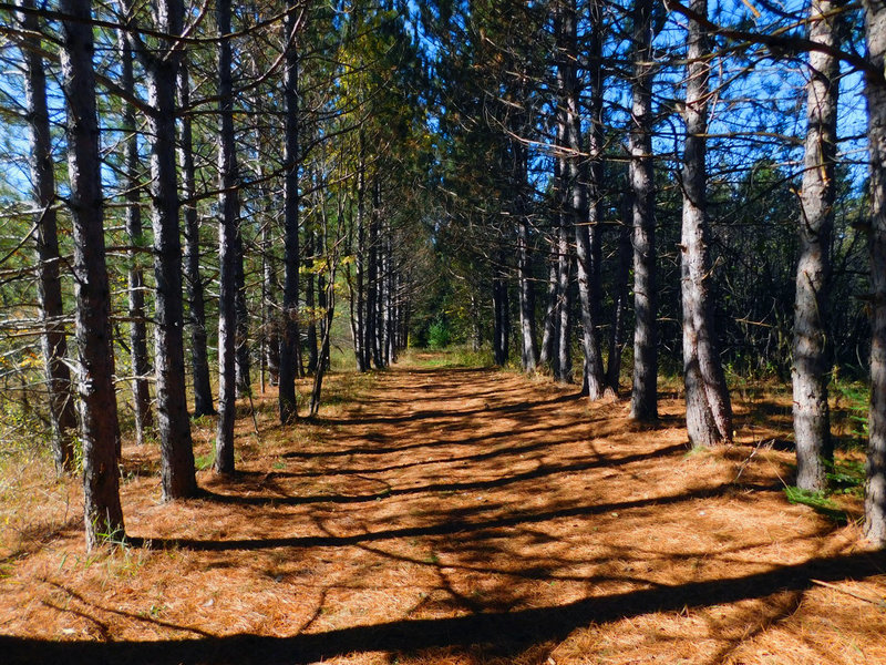 Rows of pine trees cast shadows on the needle-covered forest floor, connecting one tree to its pair across the trail.