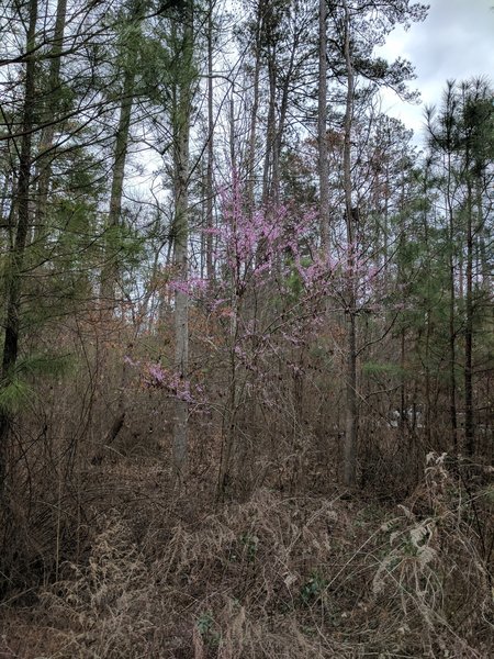 Enjoy beautiful flowering trees, like this pink one shown here, throughout the trails in Fort Yargo State Park.