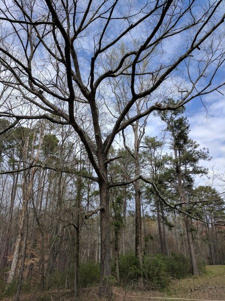 This big 'ol tree casts a broad shadow once its leaves sprout in the spring.