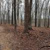 Along the trail, enjoy dense hardwood forests littered with fallen leaves.