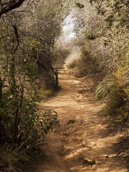 The Temescal Canyon Trail heads through a foliage tunnel.