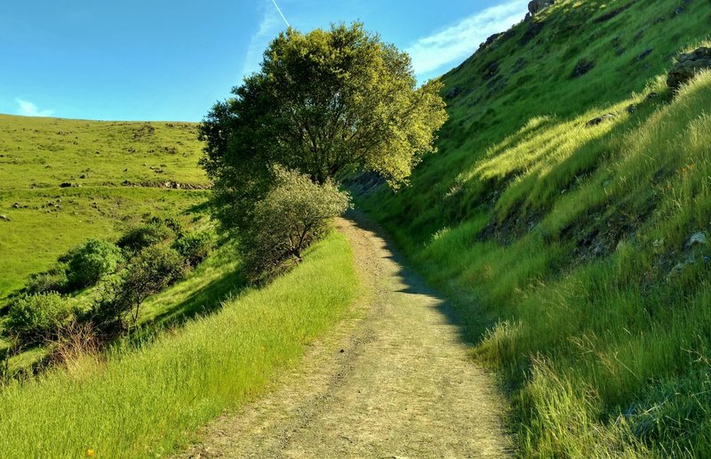 High on Bernal Hill Trail in the grass-covered Santa Teresa Hills, enjoy a verdant landscape as you travel along a smooth trail.