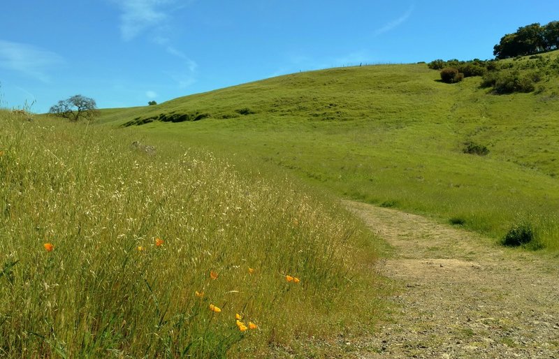 Grass hills and California poppies adorn the Joice Trail.